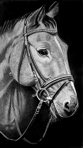 Portrait Animal 7